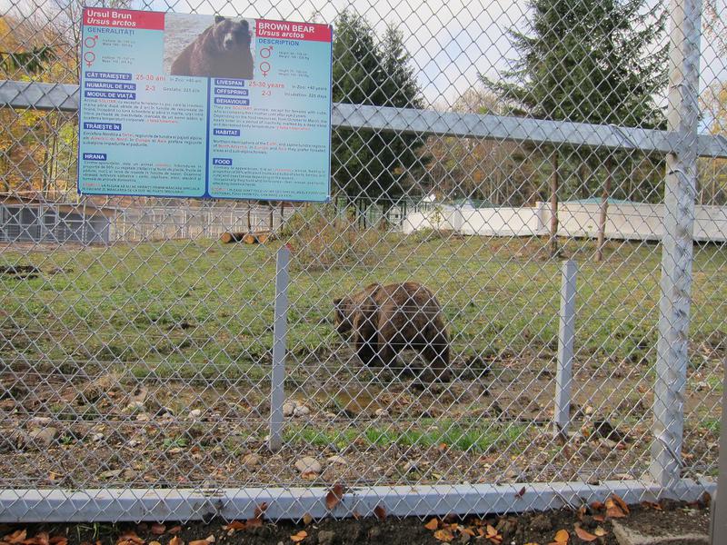 Ursii, Foto: Hotnews