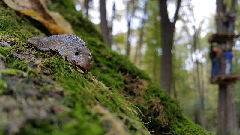 Macro-shot cu un limax , Foto: Hotnews