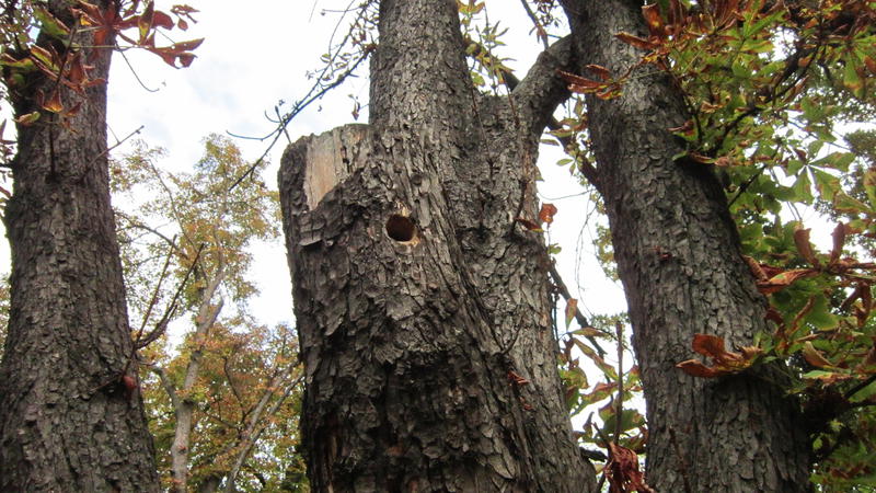 Toamna, Foto: USER UPLOADED