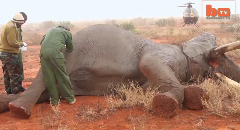 Un elefant otravit a fost salvat de veterinari, Foto: Captura YouTube