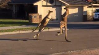 Batausii, Foto: youtube.com