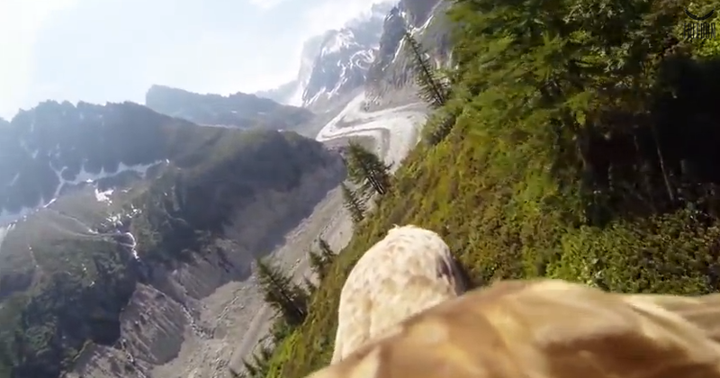 Perspectiva unui vultur, Foto: Captura YouTube