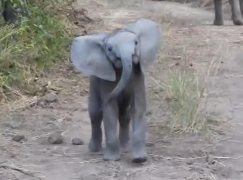 Clipul zilei, Foto: Captura Youtube.com