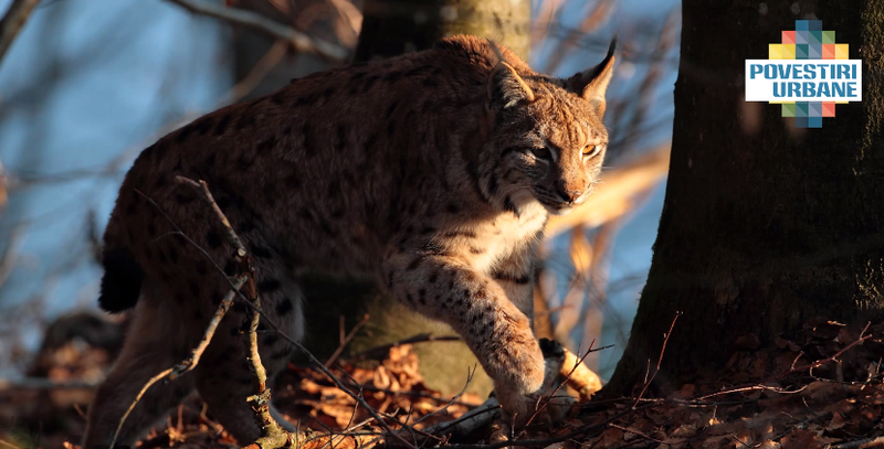 Rasul - fauna Romaniei, Foto: Silviu Matei
