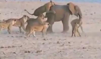 Elefant atacat de leoaice, Foto: Captura YouTube