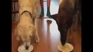 Concurs, Foto: youtube.com