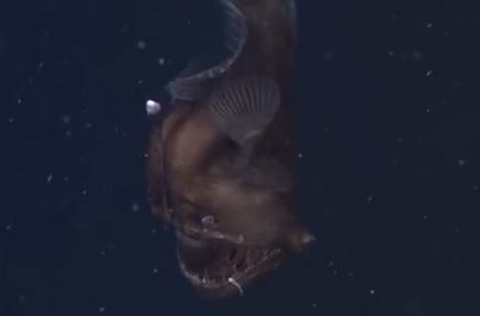 Diavolul Negru al Marilor, Foto: Captura video