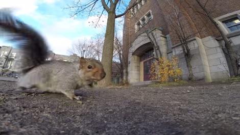 Clipul zilei, Foto: Captura YouTube