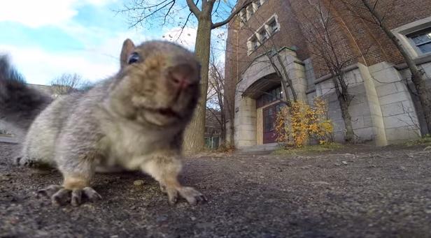 Veverita, Foto: Captura YouTube