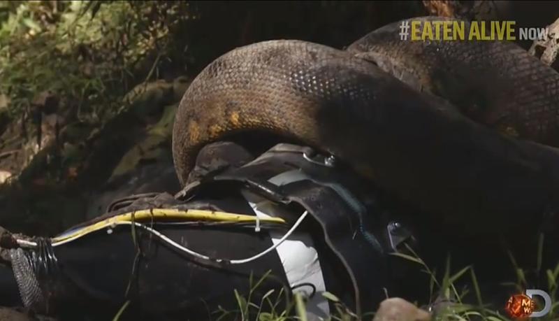 Explorator inghitit de un sarpe anaconda, Foto: Captura YouTube