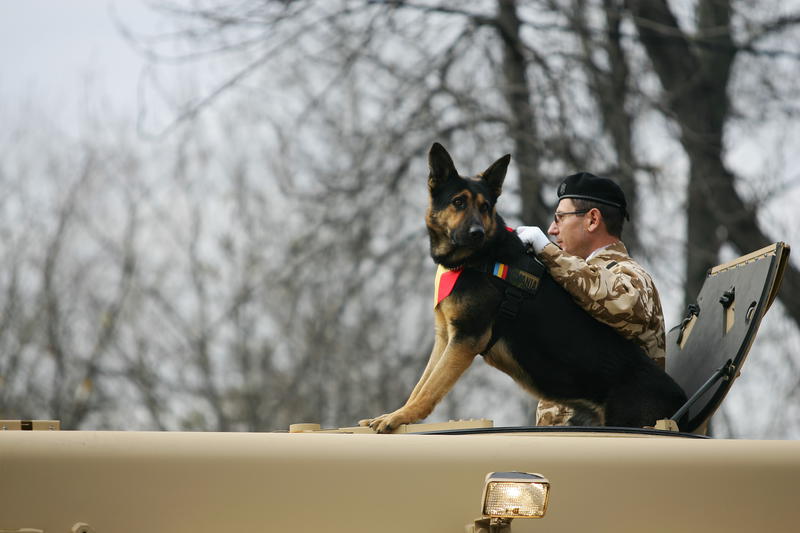 Cainele Max la parada de 1 Decembrie, Foto: Mediafax