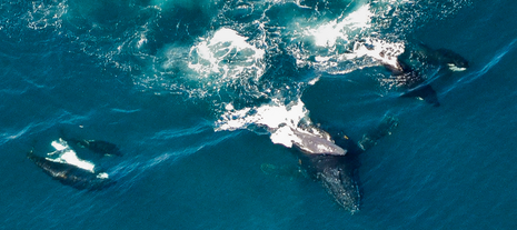 O balena cu cocoasa isi ridica puiul din apa, pe cap, in timpul unui atac al orcilor, Foto: S. Wenngren