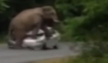 clipul zilei, Foto: Captura YouTube