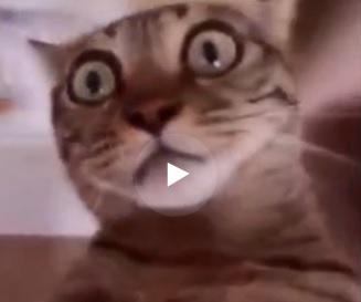 clipul zilei, Foto: Captura YouTube