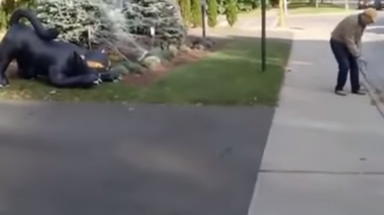 Cainele fricos, Foto: Captura YouTube