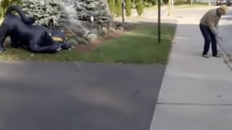 Cainele fricos, Foto: Captura YouTube