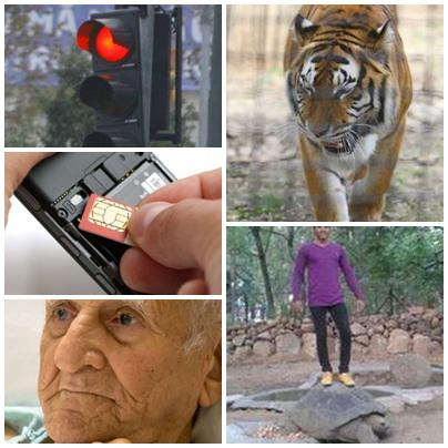 O lume nebuna, Foto: Colaj foto