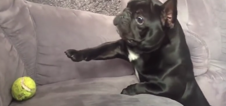 Cand cainii dau rateuri, Foto: Captura YouTube