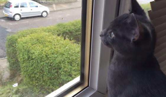 clipul zilei, Foto: Captura YouTube