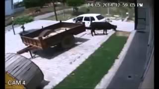 Cu vaca la plimbare, Foto: youtube.com