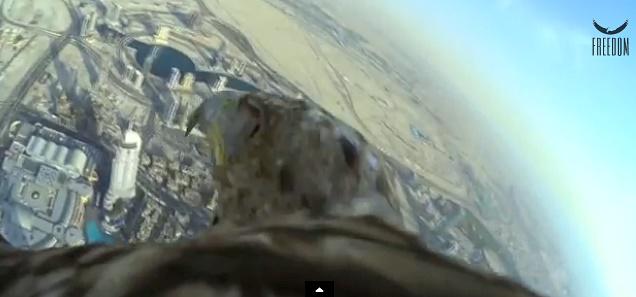 Zbor record al unui vultur, Foto: Captura YouTube