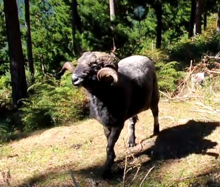 Dublu impact, Foto: youtube.com