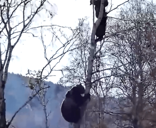 Urs si rus, Foto: youtube.com