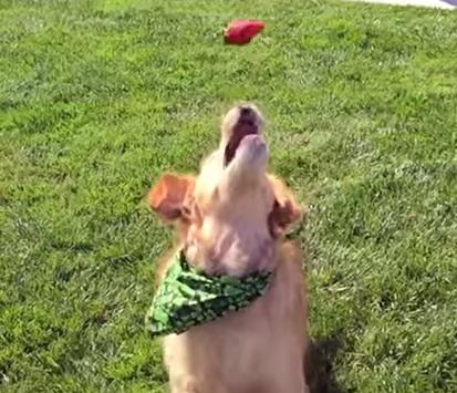 Clipul zilei, Foto: Captura Youtube.com