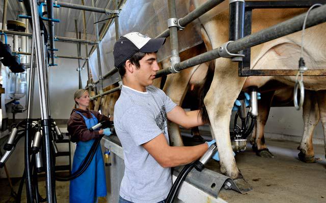 Se elimina cota de lapte de la 1 aprilie 2015, Foto: Country Magazine