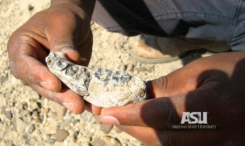 Mandibula unui hominid de acum 2,8 milioane de ani, Foto: Arizona State University