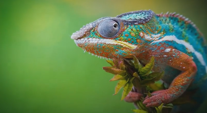 10 lucruri pe care le credeai adevarate, Foto: Captura YouTube