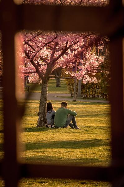 Martor tacut, Foto: geodor