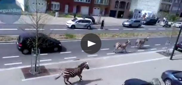Zebre la plimbare prin Bruxelles, Foto: Captura The Guardian