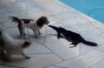 Clipul zilei, Foto: Captura Youtube.com