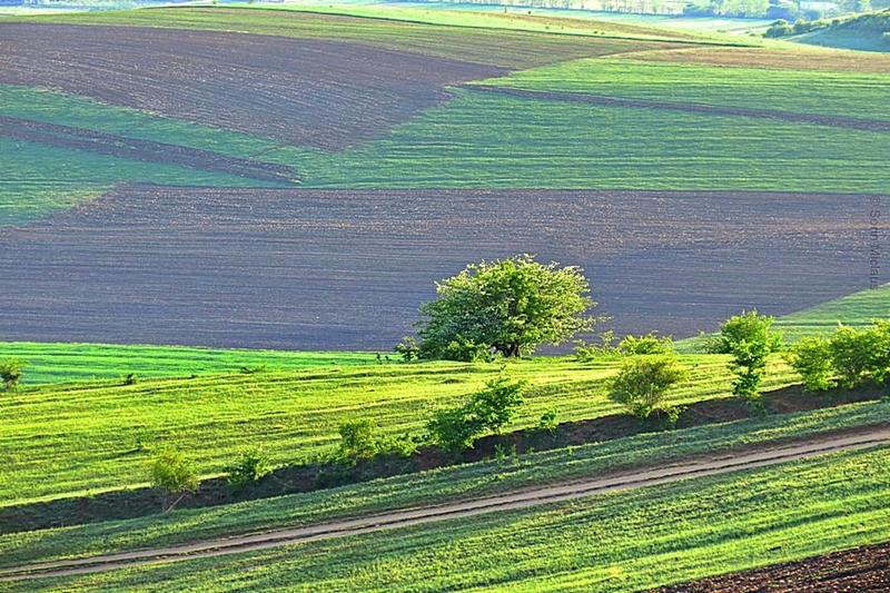 Primavara verde, Foto: Sorin Miclaus