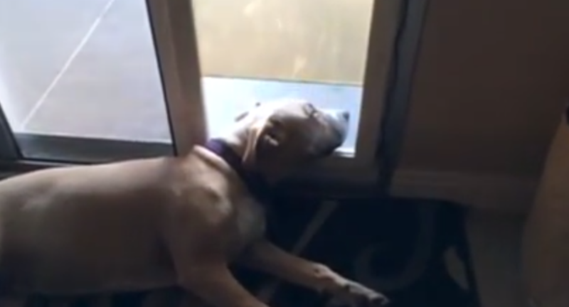 Probabil cel mai lenes caine din lume, Foto: Captura YouTube