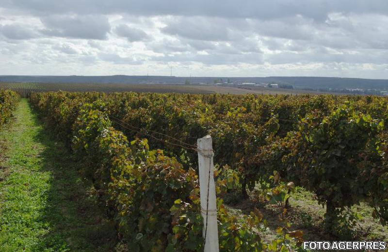 Imagine din podgoria detinuta de Murfatlar Romania SA, Foto: AGERPRES