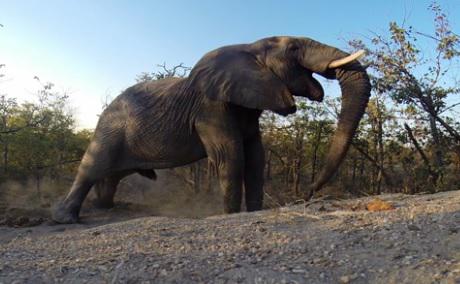 Elefant in parcul national Kruger, Foto: Captura YouTube