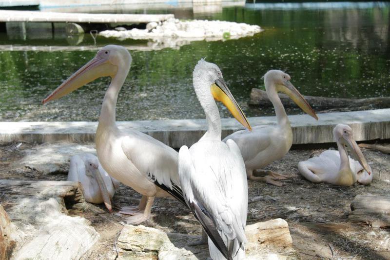 Pelicani Zoo 2, Foto: Hotnews
