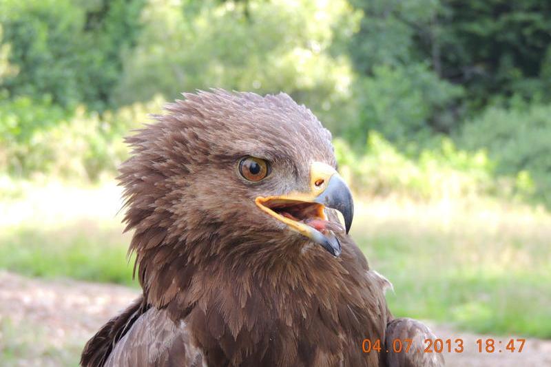 Arlie, Foto: Societatea Ornitologica din Romania