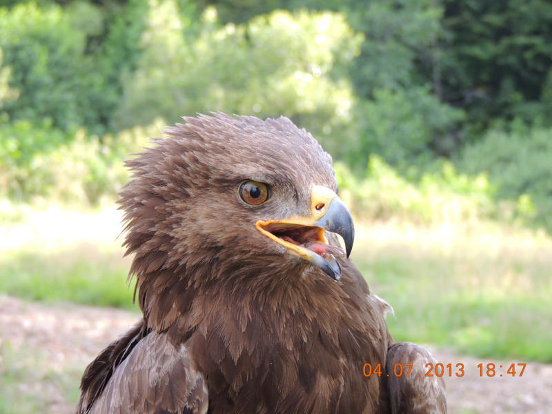 Arlie, Foto: Societatea Ornitologica din Romania