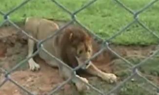 clipul zilei, Foto: Captura YouTube