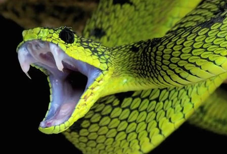 Cele mai periculoase 10 creaturi, Foto: Captura YouTube