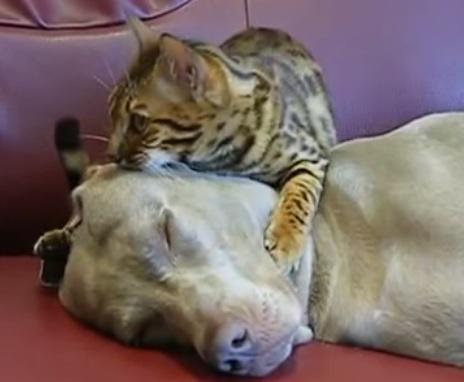 Clipul zilei, Foto: Captura Youtube.com