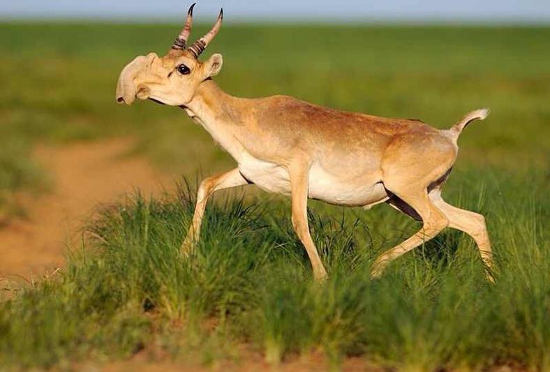 Antilopele saiga sunt pe cale de disparitie, Foto: Wikipedia