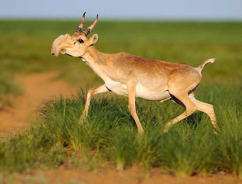 Antilopele saiga sunt pe cale de disparitie, Foto: Wikipedia