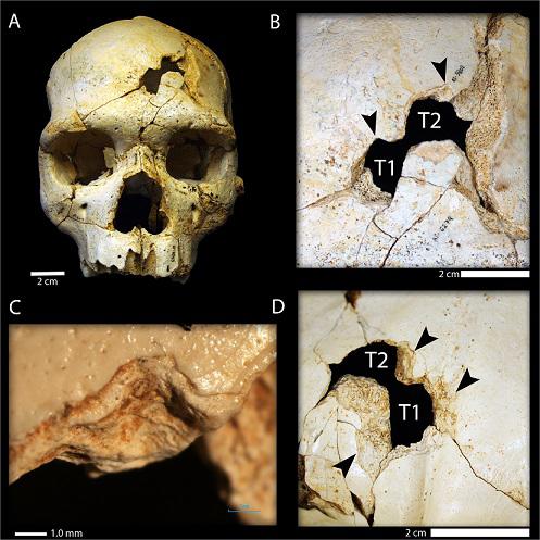 Craniu gasit la Sima de los Huesos, Foto: PLoS ONE