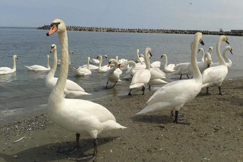 lebede la Mangalia, Foto: USER UPLOADED