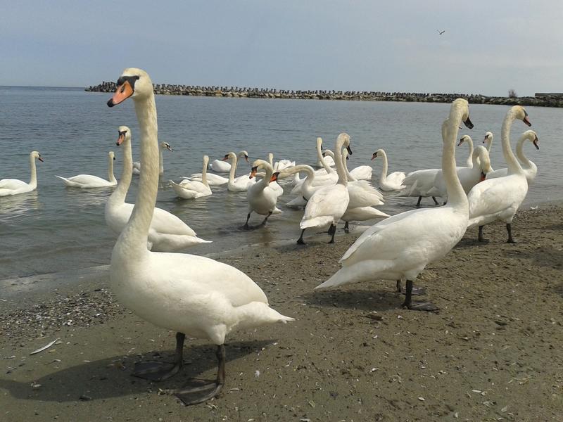 lebede la Mangalia, Foto: USER UPLOADED