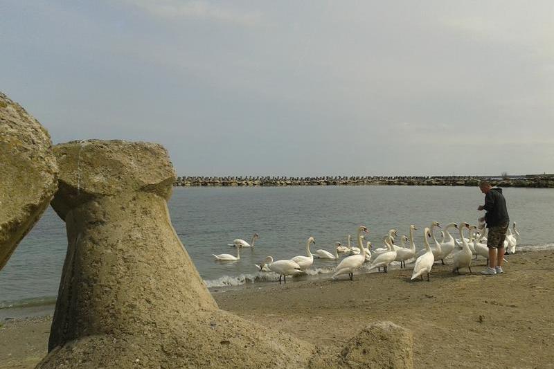 lebede la Mangalia, Foto: USER UPLOADED